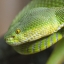 Snakebite Envenoming (Schlangenbissvergiftungen)