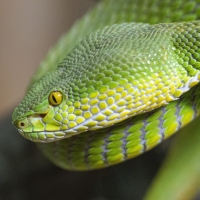 Snakebite Envenoming (Schlangenbissvergiftungen)
