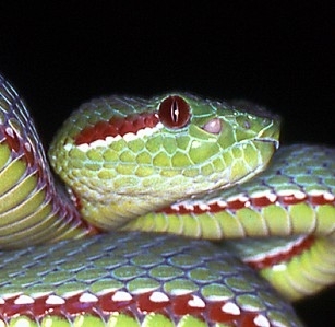 Trimeresurus_cf_popeiorum_head_copyright_Andreas_Gumprecht
