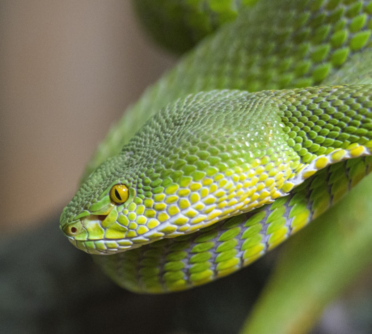 DSC0200_GIZ_19_Ausschnitt_Trimeresurus_erythrurus_3